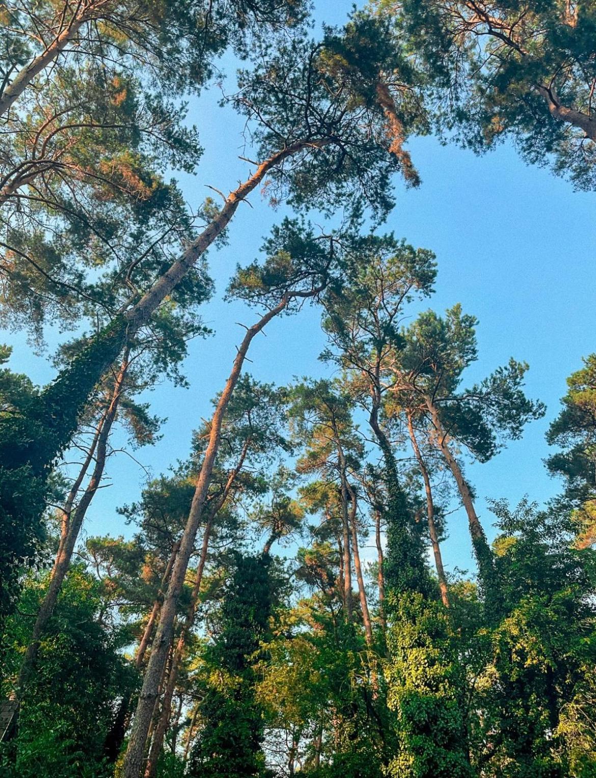 Boshuisje Pinus Sonnevijver Residences لاناكن المظهر الخارجي الصورة